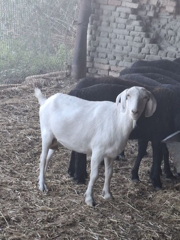 Zotdor echkilar sotiladi Zotdor echkilar sotiladi