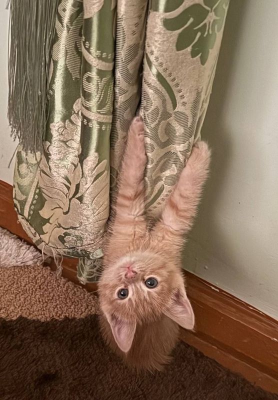 Котята шустрые игривые Котята шустрые игривые