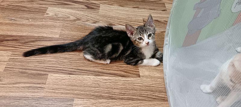 Пристраивается Котенок (мальчик) Пристраивается Котенок (мальчик)