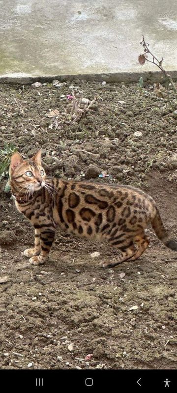 Бенгальская кошка.. Бенгальская кошка..