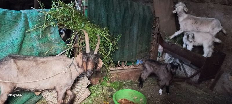 Она бола эчкилар сотилади Она бола эчкилар сотилади