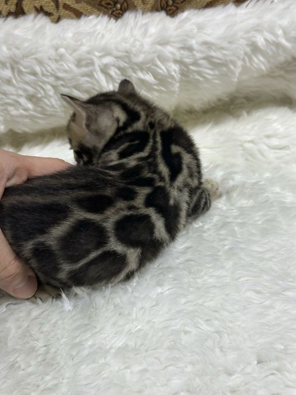 Клубные бенгальские котята Клубные бенгальские котята