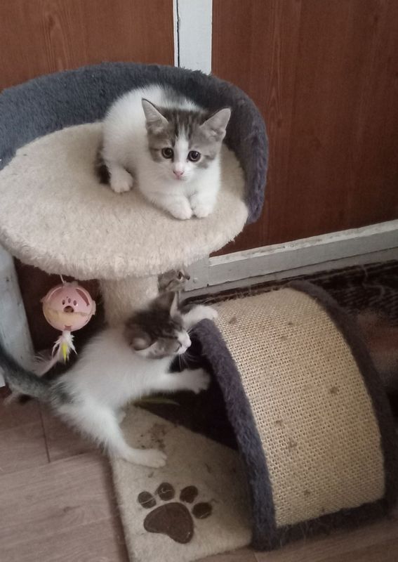 Кошечки,ждут добрых людей,которые возьмут их в семью. Кошечки,ждут добрых людей,которые возьмут их в семью.