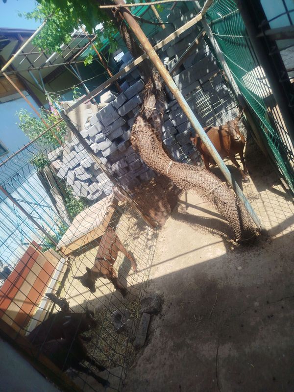 Zotli echki mursiana Zotli echki mursiana