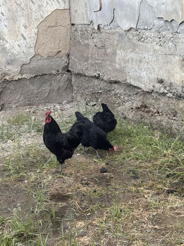 Qora shaxzoda tovuq sotiladi Qora shaxzoda tovuq sotiladi