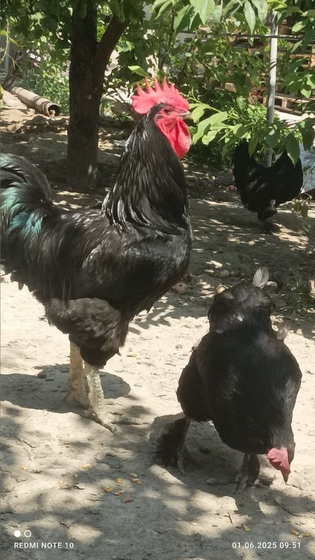 Zotdor tovuq xorozla Zotdor tovuq xorozla