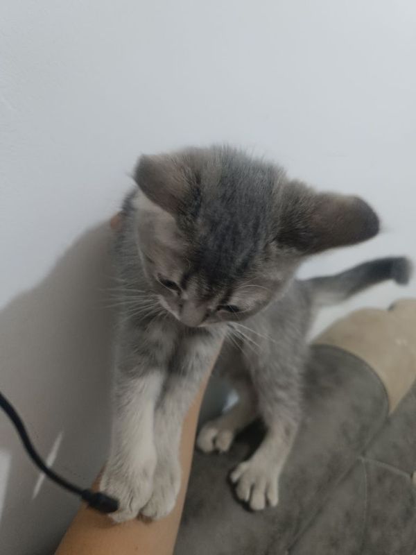 Skotish stray zotli mushuk