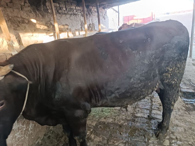 4 ta buqa sotiladi manzil Buxoro viloyati Qorovulbozor tumani 4 ta buqa sotiladi manzil Buxoro viloyati Qorovulbozor tumani