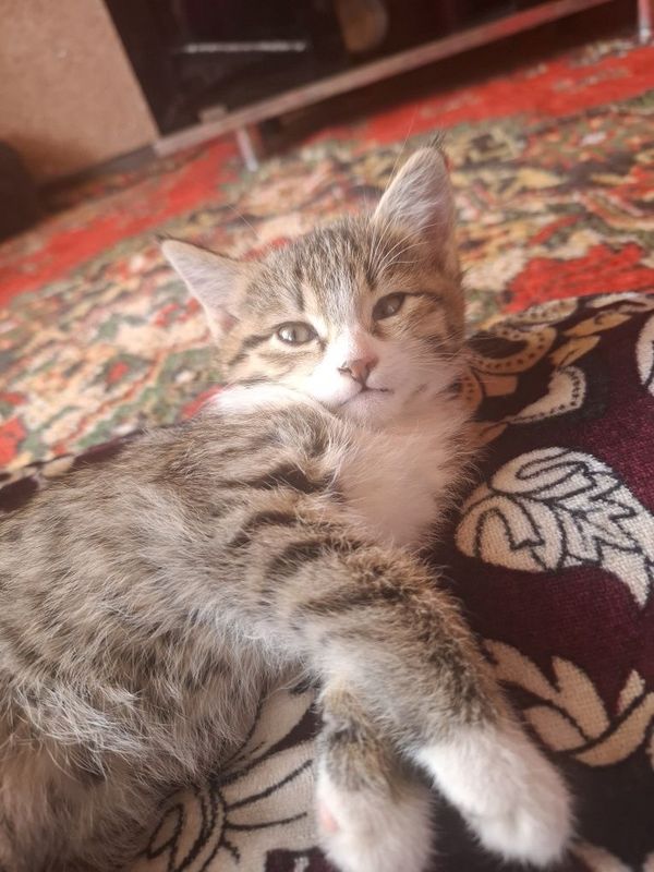 Продаются котята Продаются котята