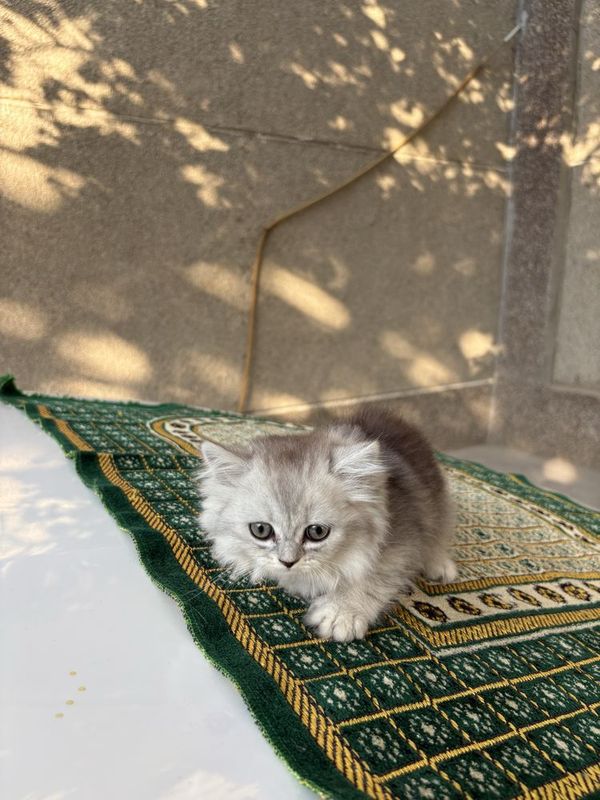 Шиншилла котик продается! Шиншилла котик продается!