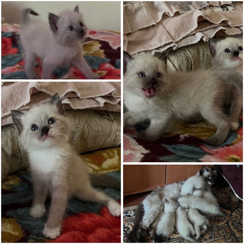 Смешанные котятки Рэгдолл