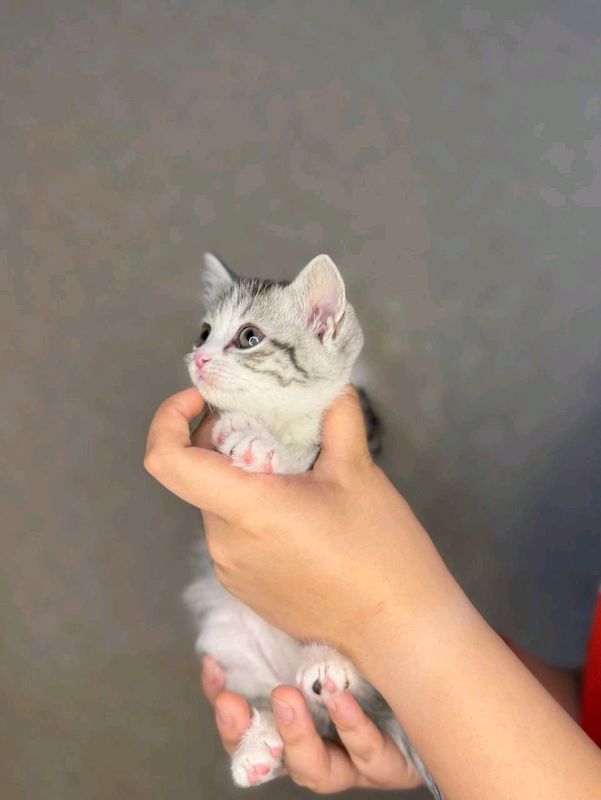 Домашний питомец Домашний питомец