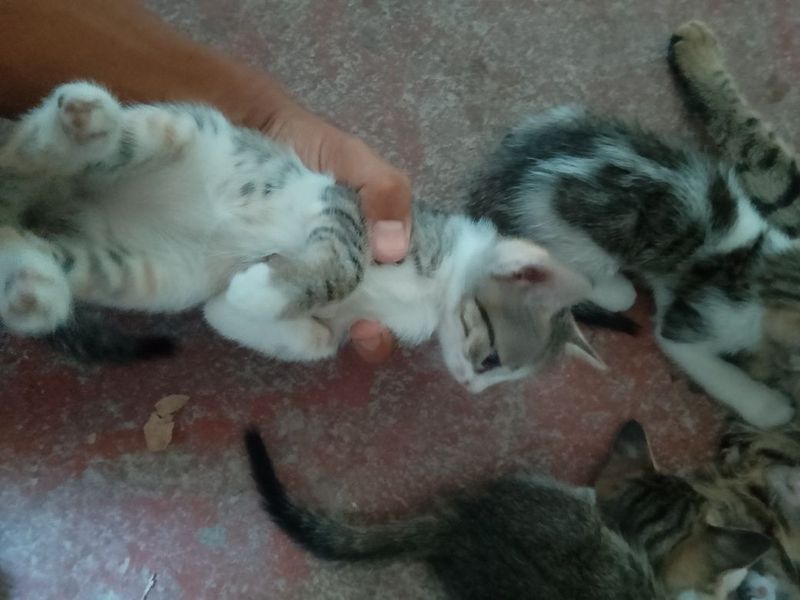 Mushuk bollari sotiladi Mushuk bollari sotiladi