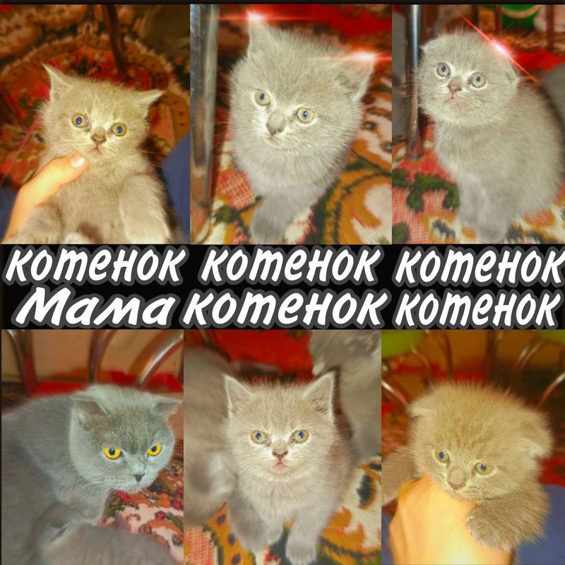 Продаются котята вислоухие и страйты!