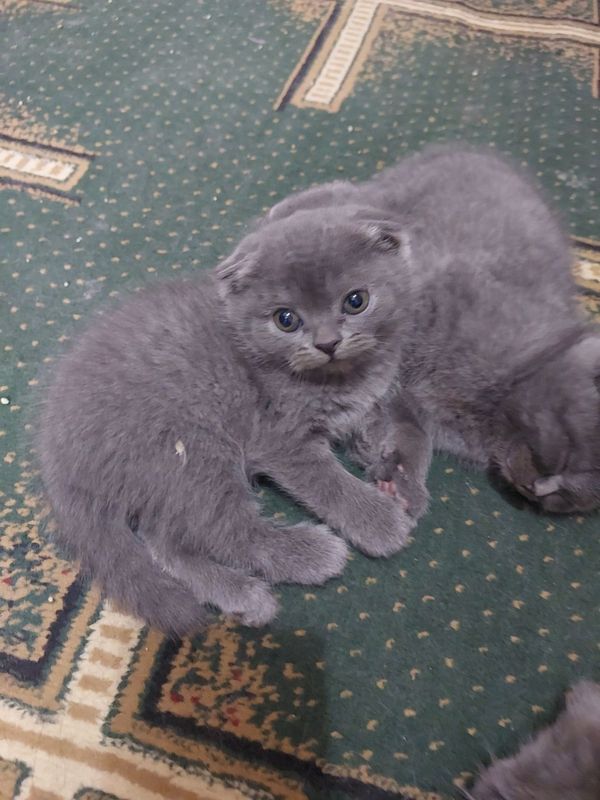 Toza mushuk zotli Toza mushuk zotli