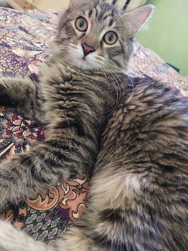Отдам котёнка мальчика Отдам котёнка мальчика
