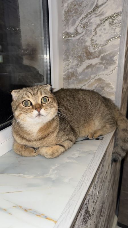 Urgochi Scottish fold Urgochi Scottish fold