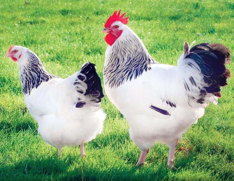 Adler jojalari sotiladi Adler jojalari sotiladi