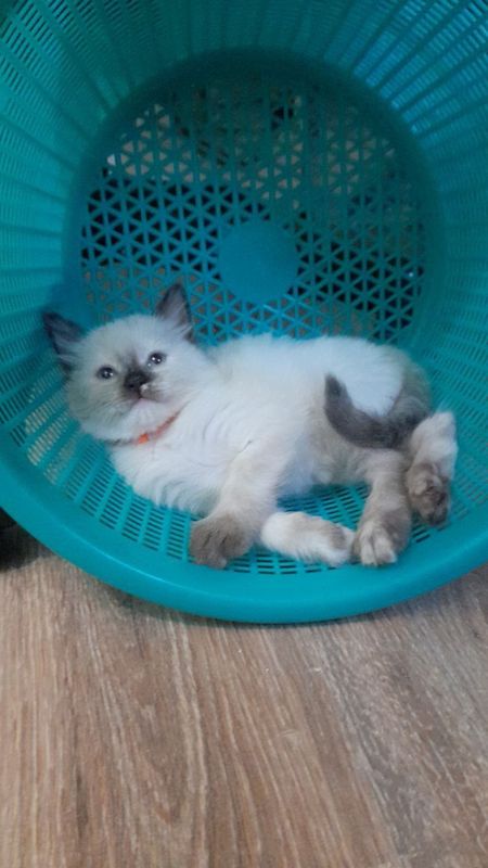 Срочно продаются котята Срочно продаются котята