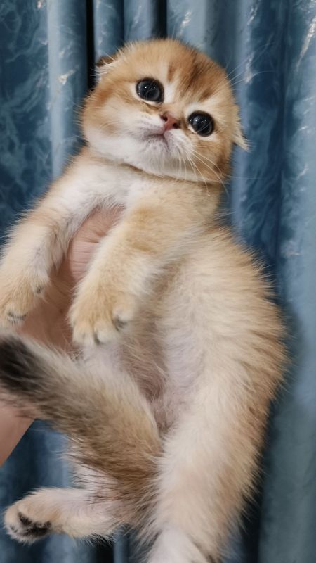 Продаётся чистокровный шотландский котёнок скоттиш-фолд