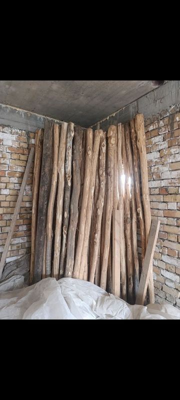 Тополь 280 см. Новые Тополь 280 см. Новые