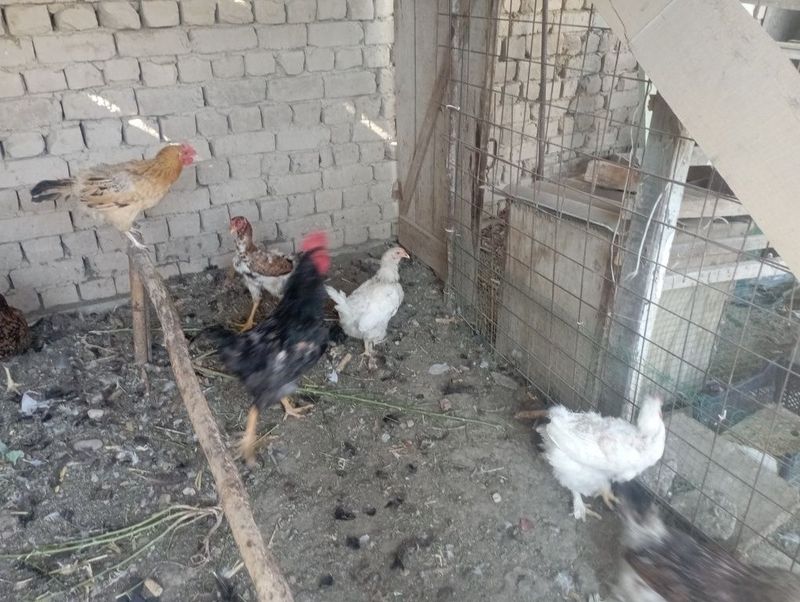 Jaydari tovuq xoʻrozlar sotiladi Jaydari tovuq xoʻrozlar sotiladi