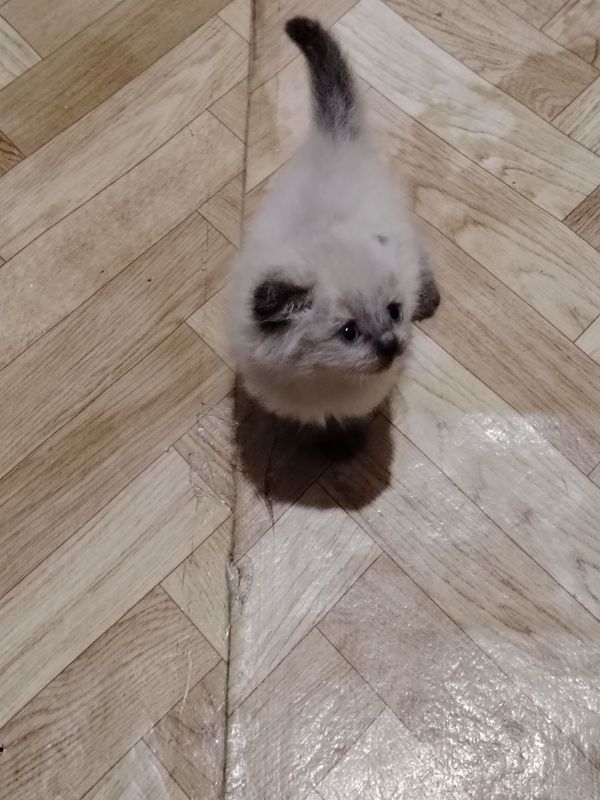 Продаются котята Продаются котята
