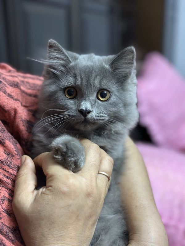 Британский скотиш фолд и скотиш страйт Британский скотиш фолд и скотиш страйт