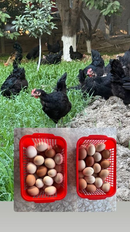 Хакикий домашний кора товук тухуми Хакикий домашний кора товук тухуми