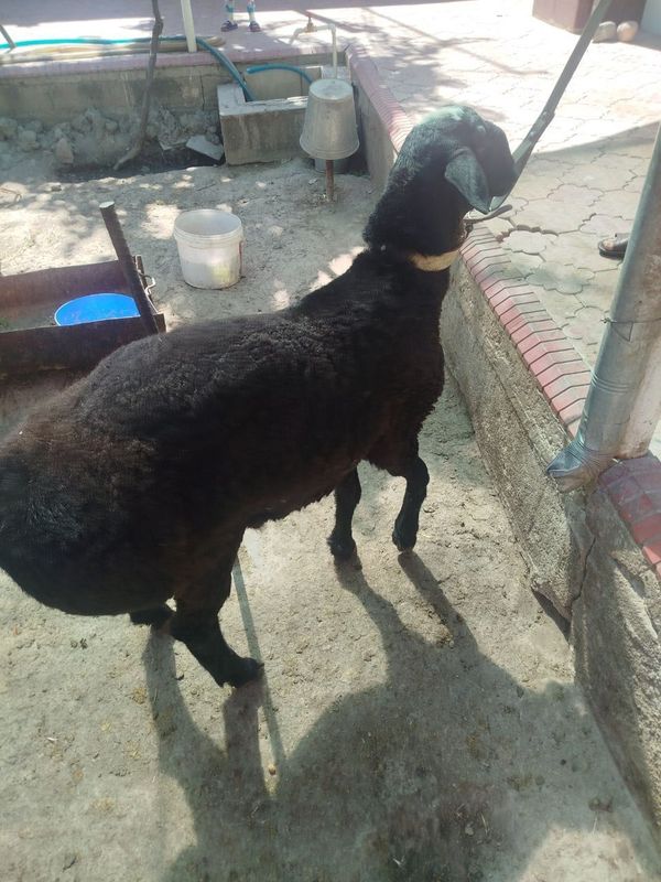 Qurbonlik uchun yaxshi boqilgan quy sotiladi Qurbonlik uchun yaxshi boqilgan quy sotiladi