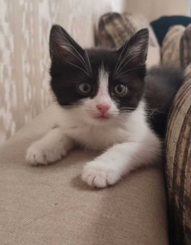 Котенок в добрые руки