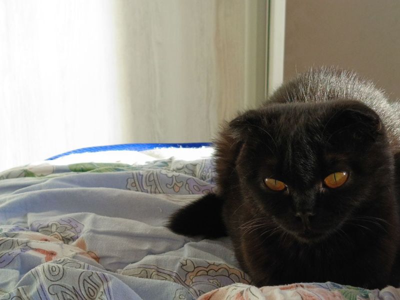 Вислоухая Кошка Девочка Вислоухая Кошка Девочка