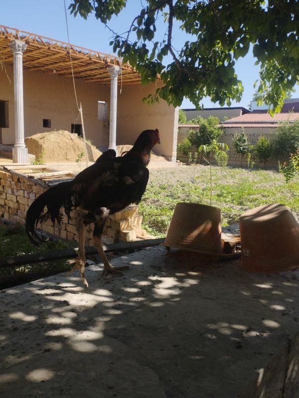 Dakan sotiladi 1yowga tuldi Dakan sotiladi 1yowga tuldi