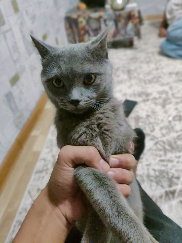 ''Russian blue'' zotiga mansub mushuk - ''Russian blue'' zotiga mansub mushuk -