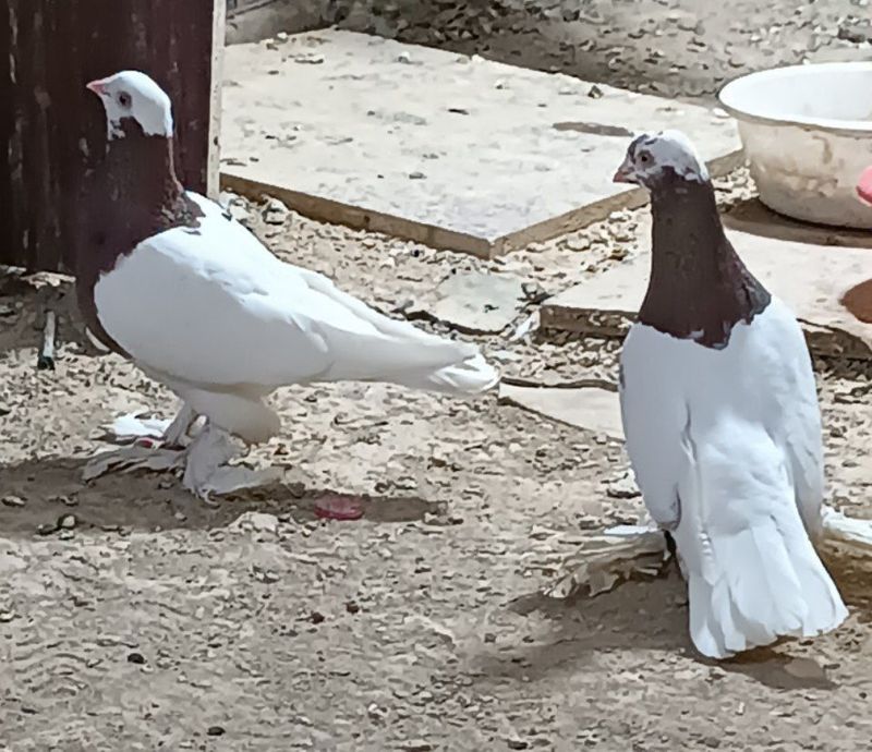Kabutar golubi sotiladi Kabutar golubi sotiladi
