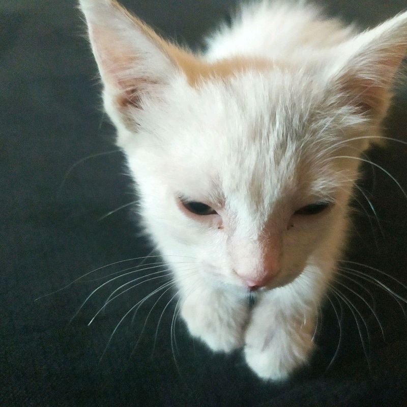 Срочно продаю маленькую кошечку Срочно продаю маленькую кошечку