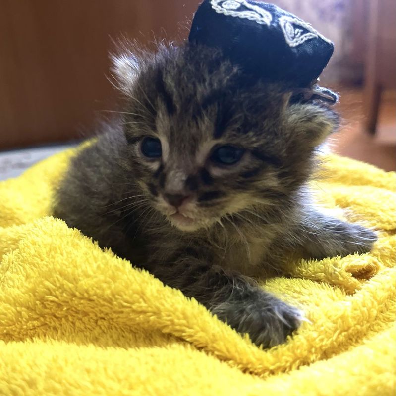 Котята к пристройству Котята к пристройству