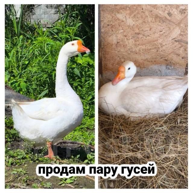 Чирчик. Продаю Пару гусей, возраст 1 год гусыня несет яйца. Чирчик. Продаю Пару гусей, возраст 1 год гусыня несет яйца.