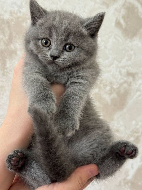 Британский котята страй Британский котята страй
