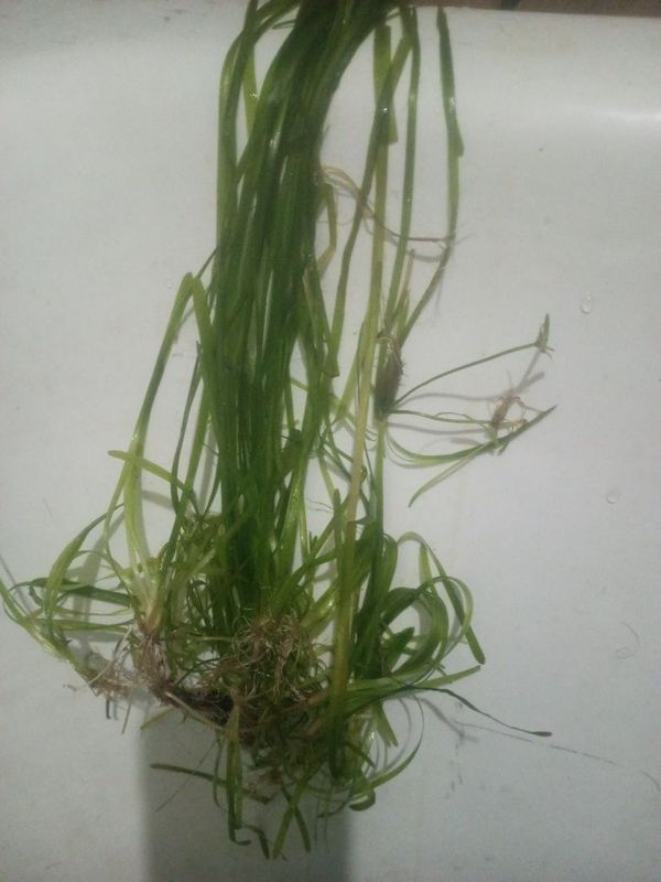Водоросли для аквариума Водоросли для аквариума