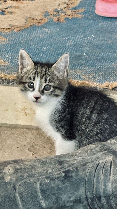 Отдам котят в хорошие руки