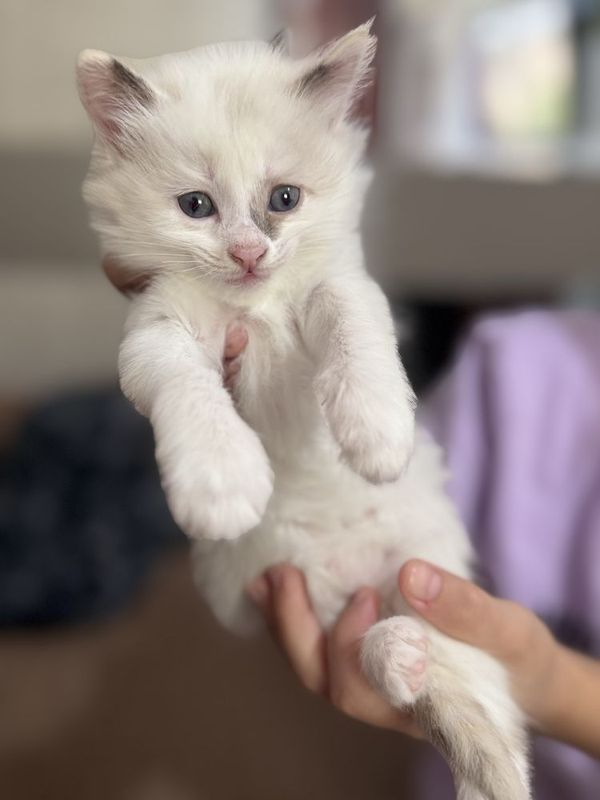 Сиамские котики, ждут своего хозяина, очень милые и игручии, пушистые