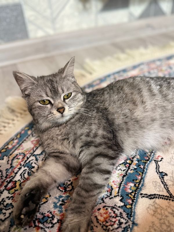 Отдам котят и кошку в хорошие руки Британская короткошерстная Отдам котят и кошку в хорошие руки Британская короткошерстная