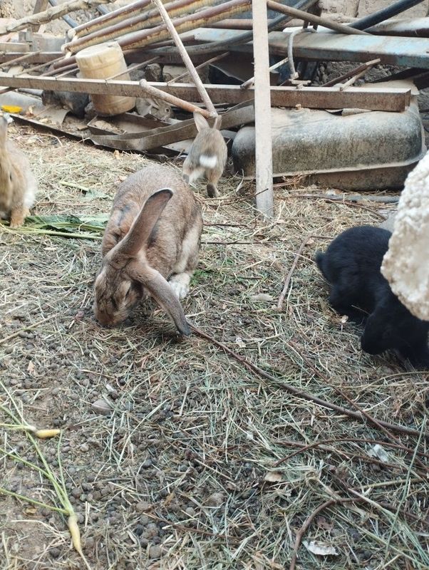 Quyonla sotladi onasiyam bolasiyam xammasi kelshamz 8 ta xammsi Quyonla sotladi onasiyam bolasiyam xammasi kelshamz 8 ta xammsi