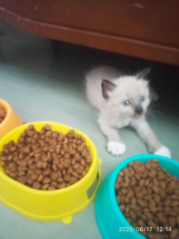 Котята Тайской породы. Смотрите фото Котята Тайской породы. Смотрите фото