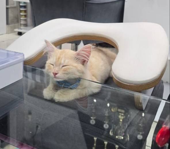 Отдаётся котенок