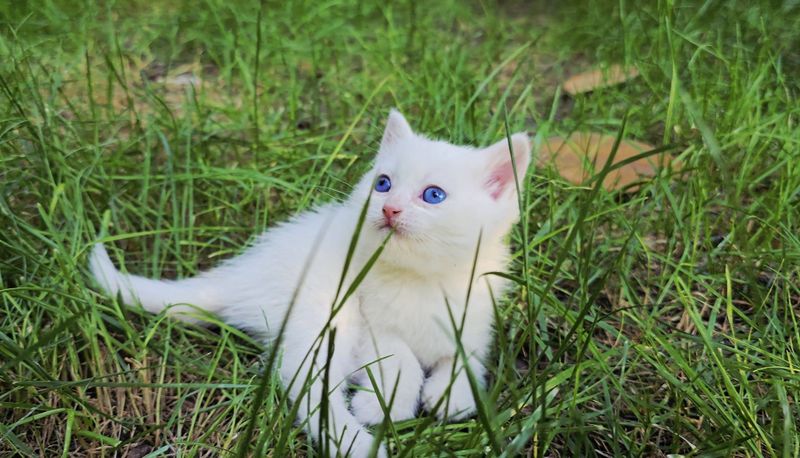 British Shorthair (Moviy ko‘z) Qiz bola Sovg‘a bob. Ovqatga o‘tgan. British Shorthair (Moviy ko‘z) Qiz bola Sovg‘a bob. Ovqatga o‘tgan.
