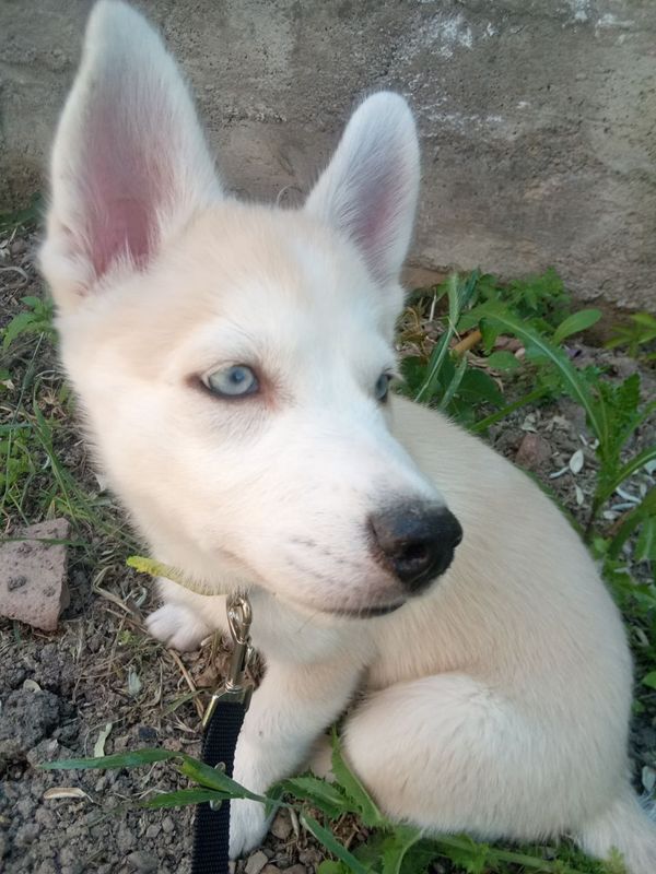 Xaski arzon narh da berladi qiz 2 oylik