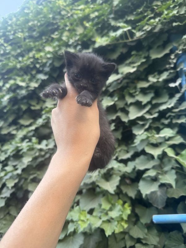 Очень срочно котята Очень срочно котята