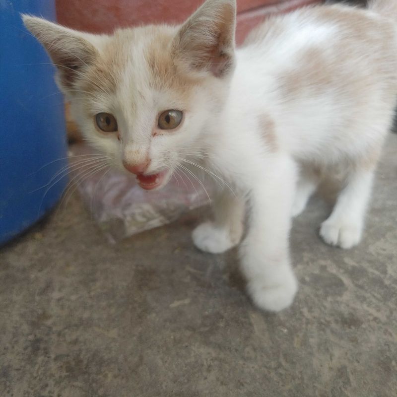 Котенок домащный Котенок домащный
